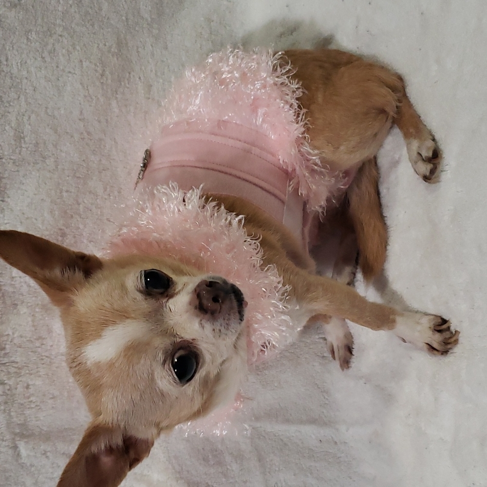 Pink party dog dress
